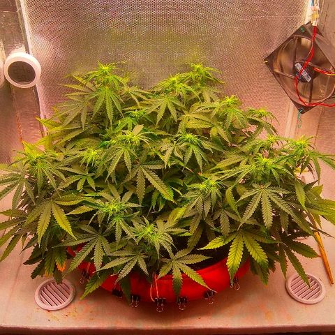 Auto Northern Lights growlog timeline photo