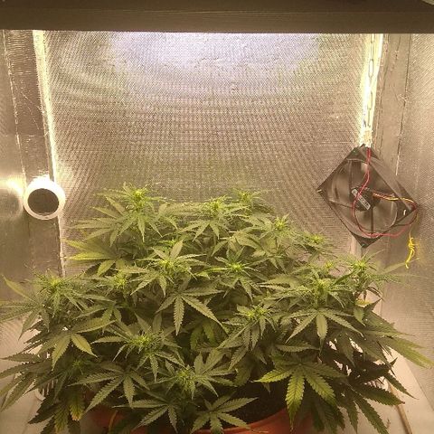 Auto Northern Lights growlog timeline photo