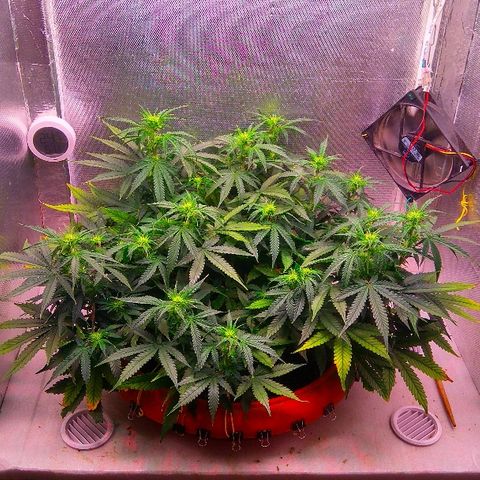 Auto Northern Lights growlog timeline photo