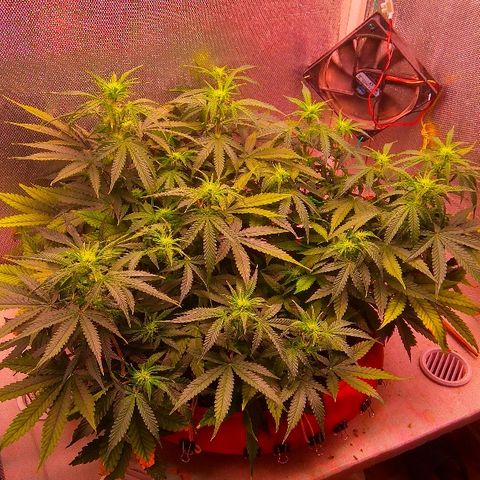 Auto Northern Lights growlog timeline photo