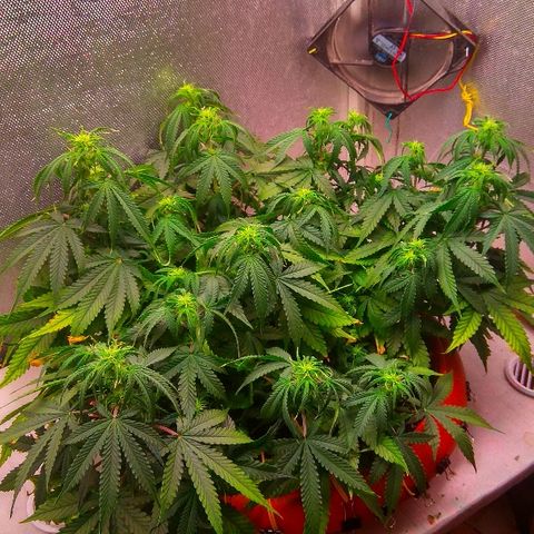 Auto Northern Lights growlog timeline photo