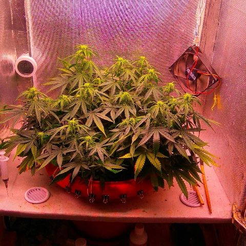 Auto Northern Lights growlog timeline photo