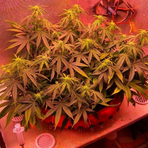 Auto Northern Lights growlog timeline photo