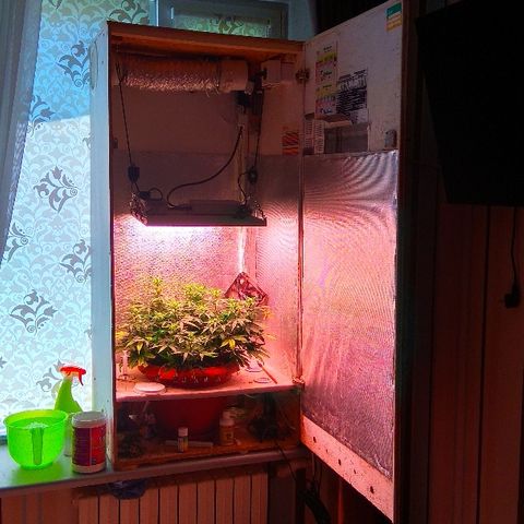 Auto Northern Lights growlog timeline photo