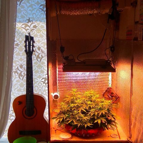 Auto Northern Lights growlog timeline photo