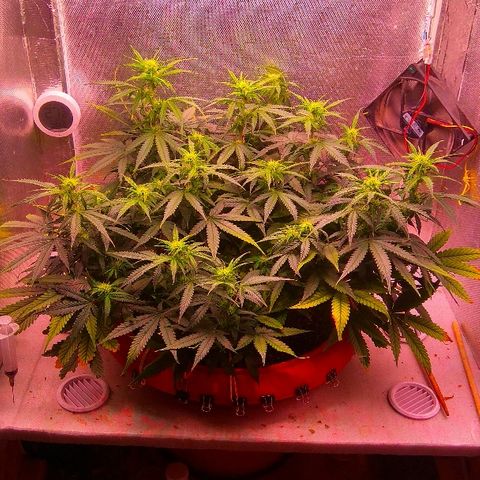 Auto Northern Lights growlog timeline photo