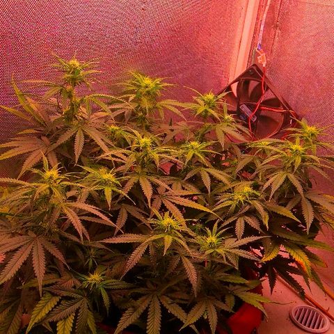 Auto Northern Lights growlog timeline photo