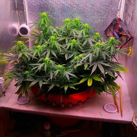 Auto Northern Lights growlog timeline photo