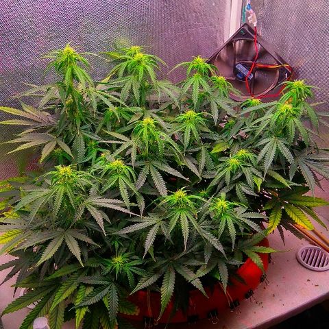 Auto Northern Lights growlog timeline photo