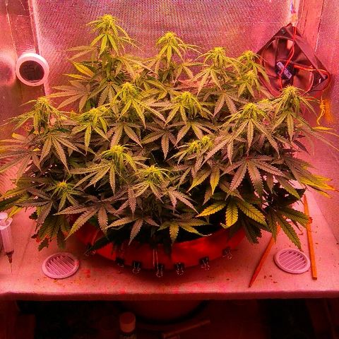 Auto Northern Lights growlog timeline photo