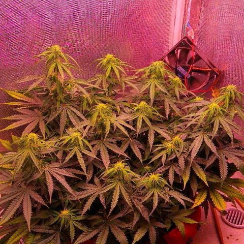 Auto Northern Lights growlog timeline photo