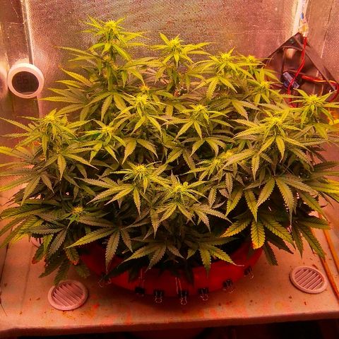 Auto Northern Lights growlog timeline photo