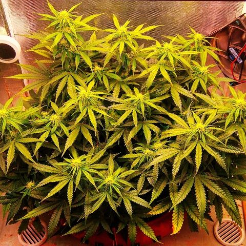 Auto Northern Lights growlog timeline photo