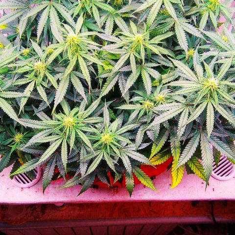 Auto Northern Lights growlog timeline photo
