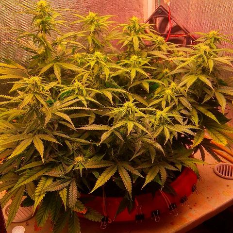 Auto Northern Lights growlog timeline photo