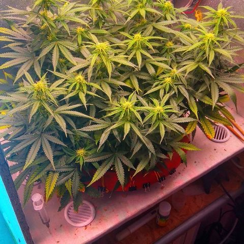 Auto Northern Lights growlog timeline photo