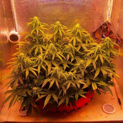 Auto Northern Lights growlog timeline photo