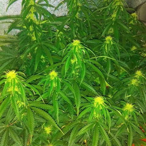 Auto Northern Lights growlog timeline photo
