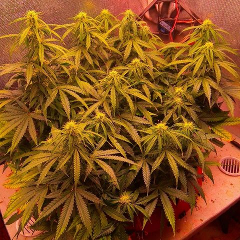 Auto Northern Lights growlog timeline photo