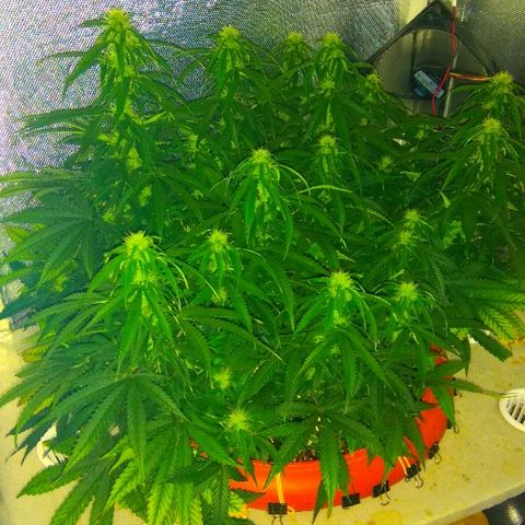 Auto Northern Lights growlog timeline photo