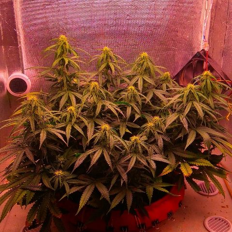 Auto Northern Lights growlog timeline photo