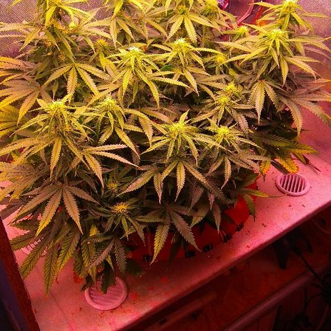Auto Northern Lights growlog timeline photo