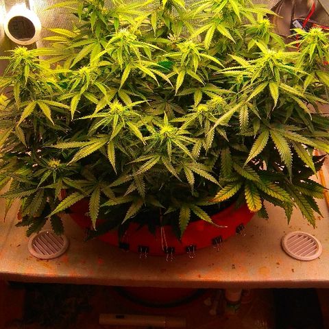 Auto Northern Lights growlog timeline photo