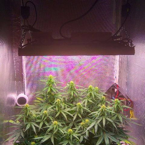 Auto Northern Lights growlog timeline photo
