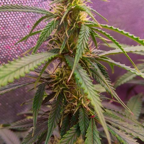 Auto Northern Lights growlog timeline photo