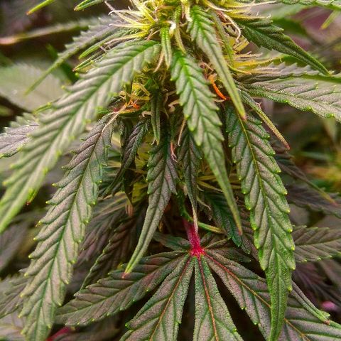Auto Northern Lights growlog timeline photo