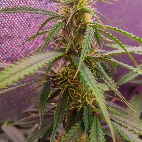 Auto Northern Lights growlog timeline photo