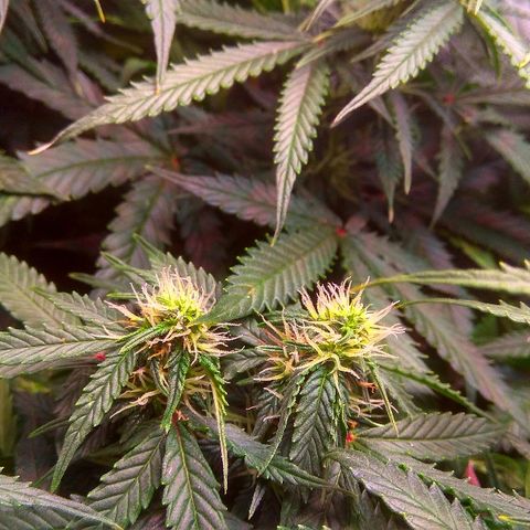 Auto Northern Lights growlog timeline photo