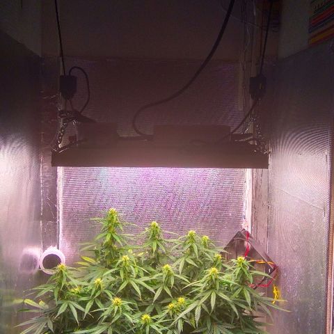 Auto Northern Lights growlog timeline photo