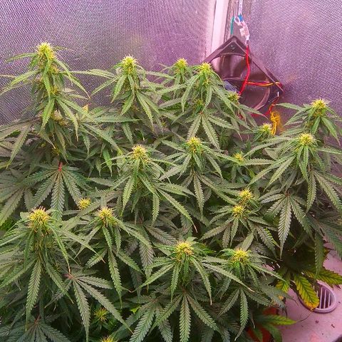 Auto Northern Lights growlog timeline photo