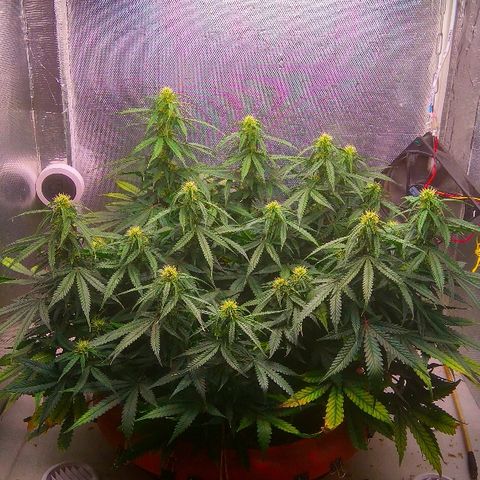 Auto Northern Lights growlog timeline photo