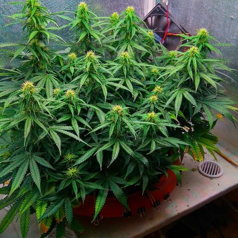 Auto Northern Lights growlog timeline photo