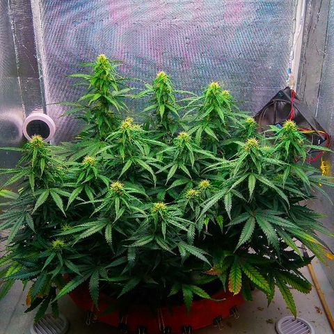 Auto Northern Lights growlog timeline photo