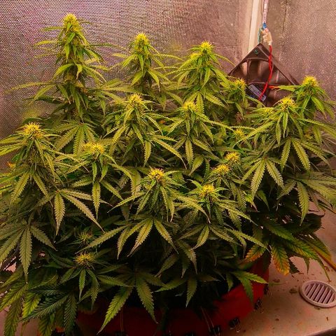 Auto Northern Lights growlog timeline photo