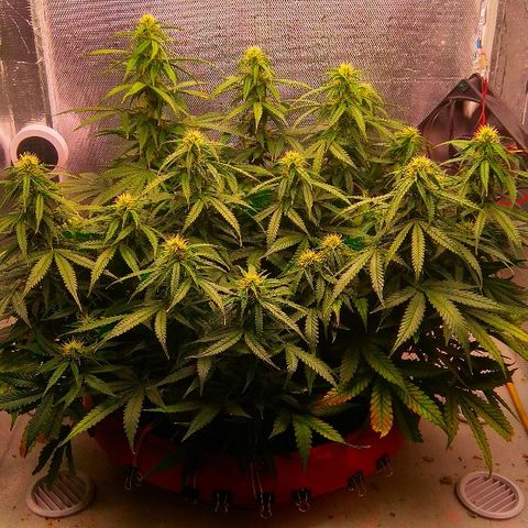 Auto Northern Lights growlog timeline photo