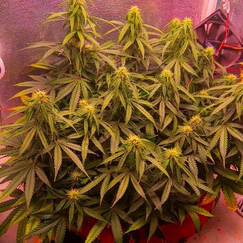 Auto Northern Lights growlog timeline photo