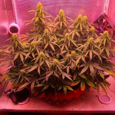 Auto Northern Lights growlog timeline photo