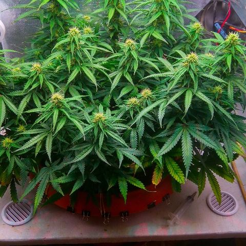 Auto Northern Lights growlog timeline photo