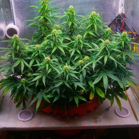 Auto Northern Lights growlog timeline photo