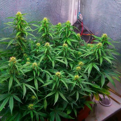 Auto Northern Lights growlog timeline photo