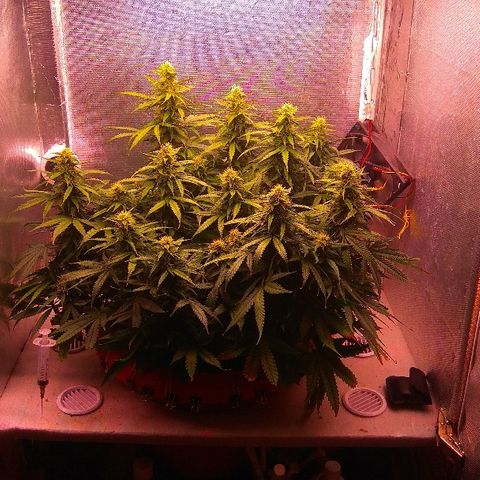 Auto Northern Lights growlog timeline photo