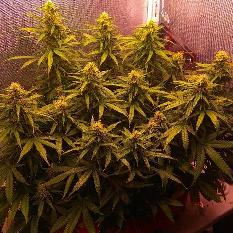 Auto Northern Lights growlog timeline photo