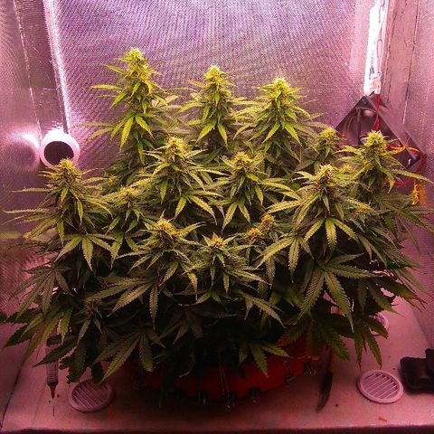 Auto Northern Lights growlog timeline photo