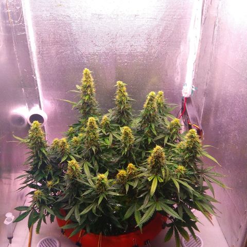 Auto Northern Lights growlog timeline photo