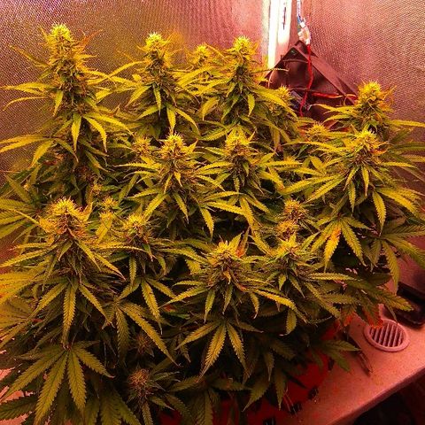 Auto Northern Lights growlog timeline photo