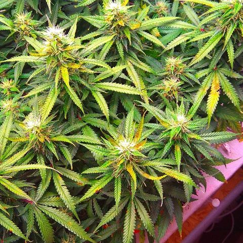 Auto Northern Lights growlog timeline photo